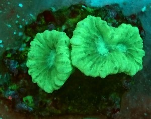 Caulastrea zielona 3 główki