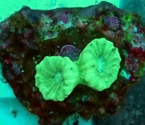 Caulastrea zielona 2 główki