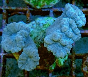 Caulastrea szaro-niebieska 5 główek