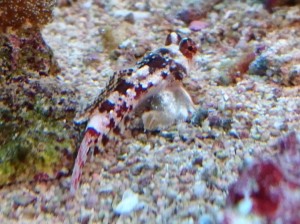 DSC_0528.JPG