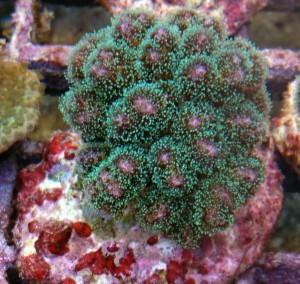 Pocillopora S