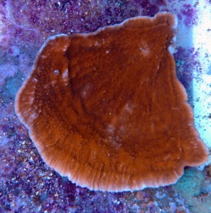 Montipora talerzowa czerwona ok 15cm.