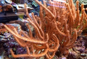 Rumphella gałązka 15cm.