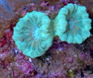 Caulastrea szaro-niebieska 2 gł.