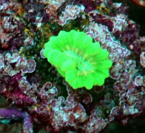 Caulastrea fluo 1główka