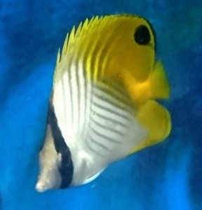 Chaetodon Auriga ok. 6cm. 