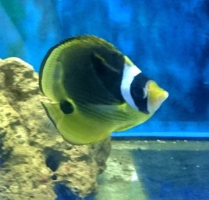 Chaetodon Lunula 5-6cm.