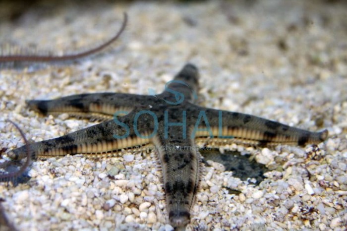 Archaster Typicus – Rozgwiazda kopiąca
