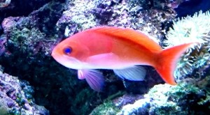 Pseudanthias cooperi M 6-7cm