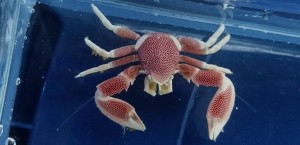 Krab porcelanowy Neopetrolisthes oshimai ukwiałowy symbiotyczny