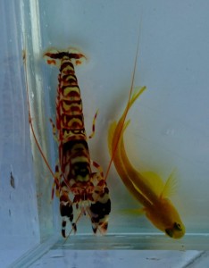 Cryptocentrus cinctus dobrana para + Alpheus bellulus krewetka symbiotyczna pistoletowa-3 zwierzaki.