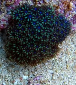 Symphodium kolonia ok 3-4cm.