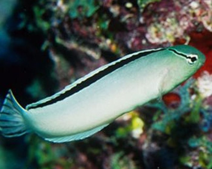 Smiths-Blenny-324x324.jpg