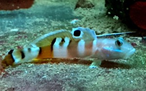 Valenciennea wardi M babka kopiąca