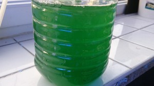 Fitoplankton phytoplankton 1L