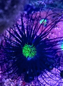 Ukwiał Cerianthus  S