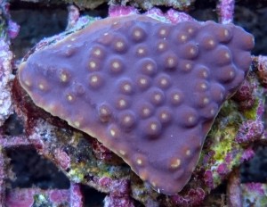 Turbinaria fiolet M 7-8cm.