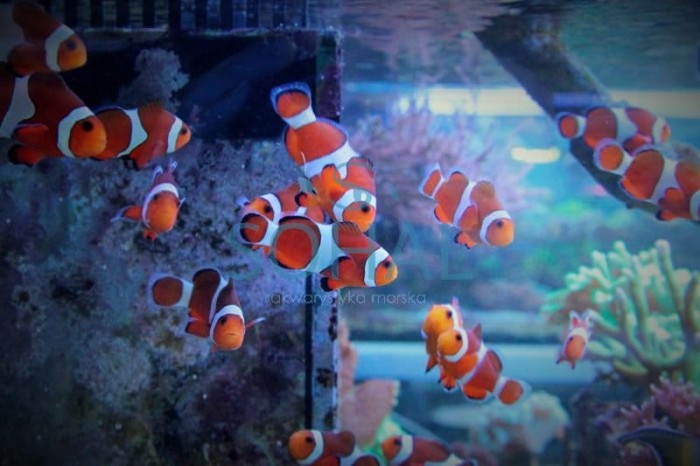 błazenek, amphiprion