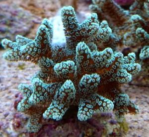 Seriatopora caliendrum srebrna 