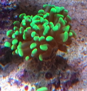 Euphylia paraancora 1gł.