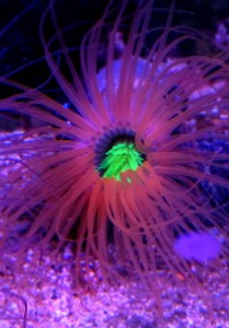 Ukwiał Cerianthus szorstnik  S