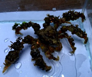 Camposcia retusa Krab dekorator Spider