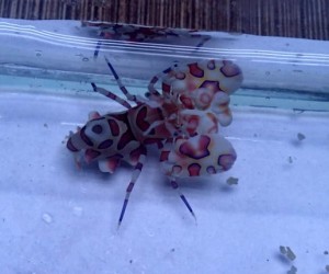 Hymenocera elegans/picta krewetka harlequin na asteriny rozgwiazdy.