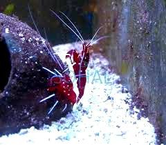 Lysmata debelius krewetka czyszcząca S