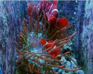 Premnas biaculeatus - Błazenek dobrana para L 