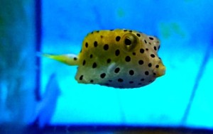 Ostracion cubicus S ok. 5cm. 