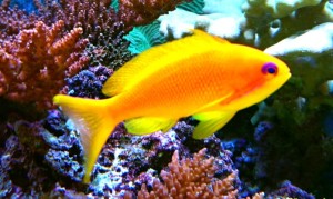 Pseudanthias squamipinnis S ok 6-7cm.