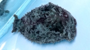 Dolabella Ślimak glonożerca ok 6-7cm. 