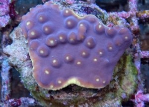 Turbinaria fiolet S ok 5cm.